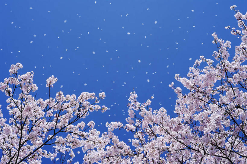 无人,横图,室外,白天,仰视,旅游,度假,美景,植物,樱花,京都,日本,亚洲,许多,阴影,朦胧,模糊,漂浮,盛开,光线,影子,景观,花蕾,娱乐,花,花瓣,花朵,鲜花,树,树木,粉色,蓝色,绿色,蓝天,天空,阳光,自然,天,花苞,花蕊,享受,休闲,景色,放松,京都府,生长,成长,自然风光,东亚,本州,本州岛,日本国,近畿地方,近畿,仙樱花,福岛樱,青肤樱,荆桃,彩图,低角度拍摄,飘荡