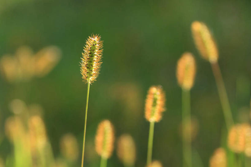 无人,横图,室外,特写,白天,正面,旅游,度假,草地,草坪,美景,植物,长野县,日本,亚洲,阴影,朦胧,模糊,盛开,光线,影子,景观,花蕾,娱乐,狗尾巴草,草,花,花瓣,花朵,鲜花,黄色,绿色,阳光,自然,花苞,花蕊,享受,休闲,狗尾草,景色,放松,自然风光,东亚,本州,本州岛,日本国,中部地方,长野,绿狗尾草,谷莠子,彩图