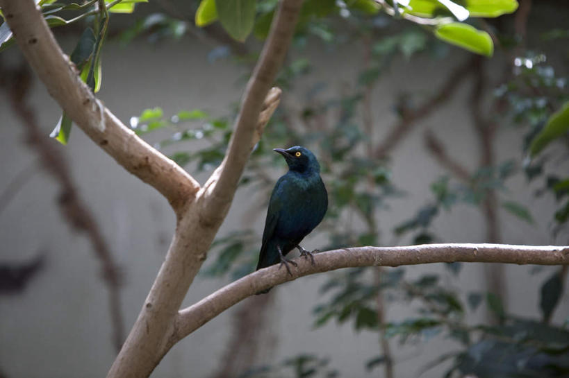 无人,站,横图,室外,特写,白天,正面,旅游,度假,植物,鸟,野生动物,叶子,朦胧,模糊,鸟类,墙,绿叶,扭头,注视,娱乐,墙壁,墙面,树,树木,树枝,一只,绿色,自然,动物,观察,看,站着,转头,享受,休闲,嫩叶,放松,可爱,活泼,生长,成长,观看,察看,关注,八哥,叶,叶片,站立,彩图