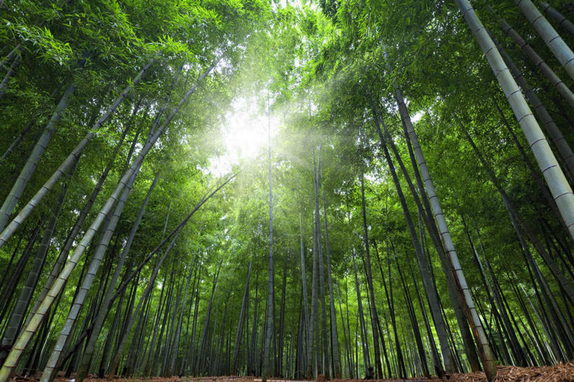 无人,横图,室外,白天,仰视,旅游,度假,草地,草坪,美景,森林,树林,植物,京都,日本,亚洲,阴影,光线,影子,景观,娱乐,草,树,树木,绿色,阳光,自然,享受,休闲,景色,放松,遮,遮掩,京都府,生长,成长,掩盖,遮挡,自然风光,东亚,遮盖,本州,本州岛,日本国,近畿地方,近畿,掩饰,彩图,低角度拍摄