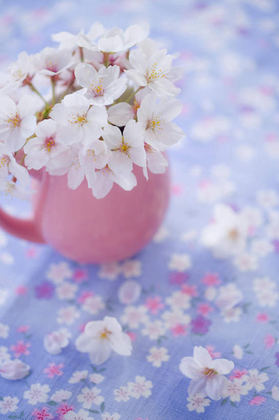 无人,竖图,俯视,室内,特写,白天,智慧,美景,桌面,樱花,花瓶,许多,阴影,朦胧,模糊,艺术,散落,盛开,光线,影子,陶瓷,景观,陶瓷制品,花蕾,文化,花,花瓣,花朵,鲜花,一个,粉色,蓝色,白色,阳光,自然,插花,瓶子,花苞,花蕊,景色,单个,插花艺术,创造,自然风光,创作,想象,仙樱花,福岛樱,青肤樱,荆桃,彩图,高角度拍摄