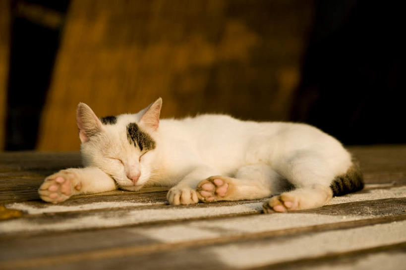 无人,闭眼,睡,横图,室内,白天,正面,地板,宠物,猫,许多,阴影,条纹,光线,影子,墙,地面,扭头,木地板,墙壁,墙面,一只,白色,阳光,动物,趴着,转头,可爱,猫咪,闭眼睛,闭着眼,闭着眼睛,困,困觉,趴,寝息,睡觉,半身,彩图