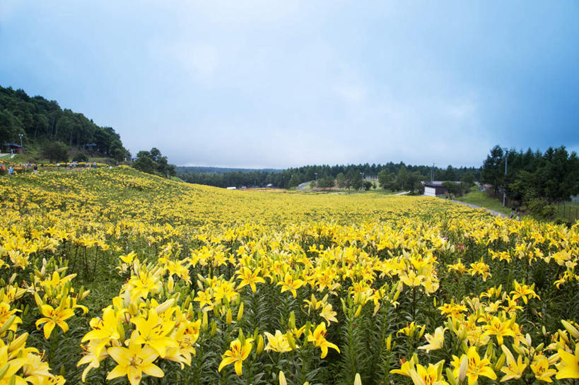无人,横图,俯视,室外,白天,旅游,度假,草地,草坪,花海,花圃,美景,植物,百合花,叶子,长野县,日本,亚洲,许多,盛开,景观,云,云朵,花蕾,云彩,娱乐,草,花,花瓣,花朵,花卉,鲜花,树,树木,黄色,蓝色,绿色,白云,蓝天,天空,自然,花丛,花束,花田,天,花苞,花蕊,享受,休闲,景色,放松,生长,成长,自然风光,东亚,本州,本州岛,日本国,中部地方,长野,强瞿,百合蒜,倒仙,番韭,山丹,彩图,高角度拍摄