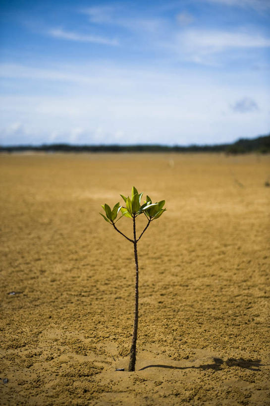 无人,竖图,俯视,室外,特写,白天,旅游,度假,草地,草坪,美景,沙滩,植物,叶子,日本,亚洲,阴影,朦胧,模糊,光线,沙子,影子,海岸,景观,云,云朵,绿叶,沙地,云彩,娱乐,冲绳,草,树,树木,一个,蓝色,绿色,白云,蓝天,天空,阳光,自然,天,享受,休闲,嫩叶,景色,放松,生长,单个,成长,冲绳县,自然风光,东亚,秧苗,琉球群岛,日本国,九州地方,叶,叶片,海滩,彩图,高角度拍摄