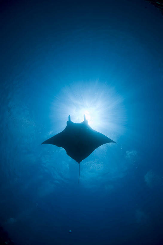 海鲜,无人,竖图,室外,白天,仰视,旅游,度假,海底,水下,美景,一条,波纹,鱼,珊瑚,景观,水底,注视,娱乐,珊瑚礁,水产,鱼类,海洋生物,水纹,自然,波浪,观察,看,享受,休闲,景色,放松,海底世界,观看,游动,察看,关注,自然风光,水生动物,海产品,水生物,海底动物,海底礁,鬼蝠魟,海床,礁,岩石,彩图,低角度拍摄