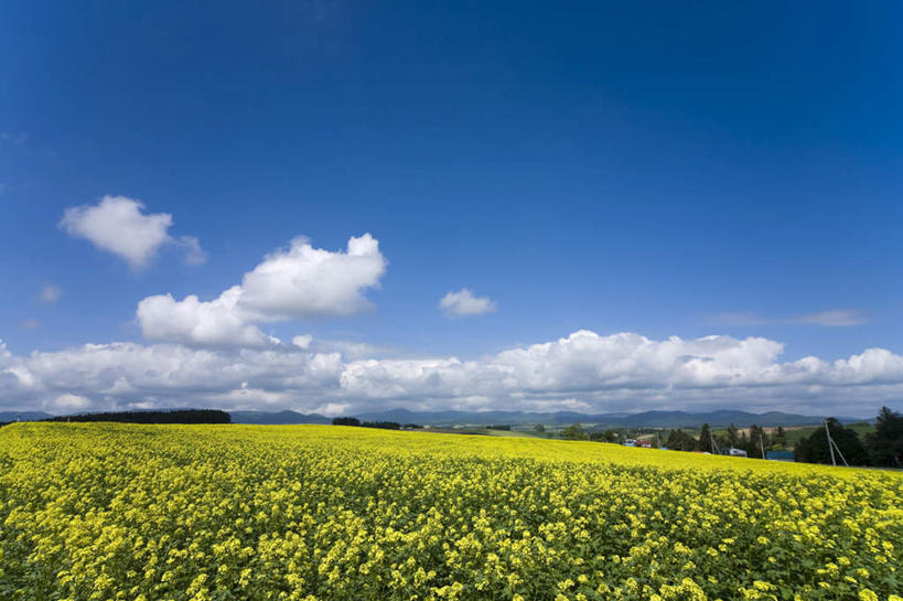 无人,横图,室外,白天,正面,旅游,度假,草地,草坪,花海,花圃,美景,植物,叶子,北海道,日本,亚洲,阴影,盛开,光线,影子,景观,云,云朵,花蕾,云彩,娱乐,草,花,花瓣,花朵,花卉,鲜花,树,树木,黄色,蓝色,绿色,白云,蓝天,天空,阳光,自然,花丛,花束,花田,天,花苞,花蕊,油菜花,享受,休闲,景色,放松,生长,成长,自然风光,东亚,日本国,北海道地方,北海道岛,彩图,芸苔,芸薹