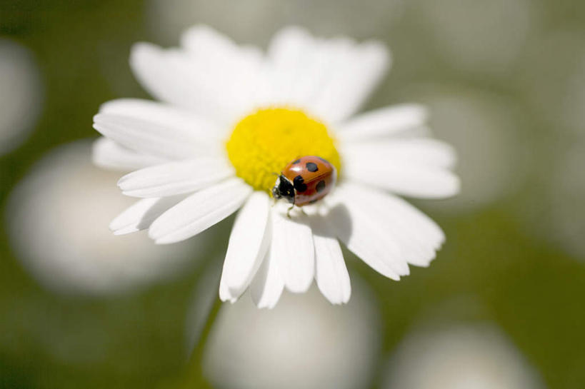 无人,站,横图,俯视,室外,特写,白天,旅游,度假,快乐,幸福,美景,植物,瓢虫,叶子,日本,亚洲,朦胧,模糊,盛开,昆虫,景观,绿叶,玛格丽特,千叶县,娱乐,雏菊,花,花瓣,花朵,花卉,鲜花,一朵,一个,自然,动物,花蕊,站着,享受,休闲,嫩叶,菊花,景色,放松,活力,单个,希望,坚强,自然风光,和平,益虫,东亚,离别,本州,关东地方,本州岛,日本国,延命菊,幸福花,春菊,马兰头花,千叶,暗恋,纯情,单恋,天真,叶,叶片,七星瓢虫,花大姐,站立,彩图,高角度拍摄,愉快
