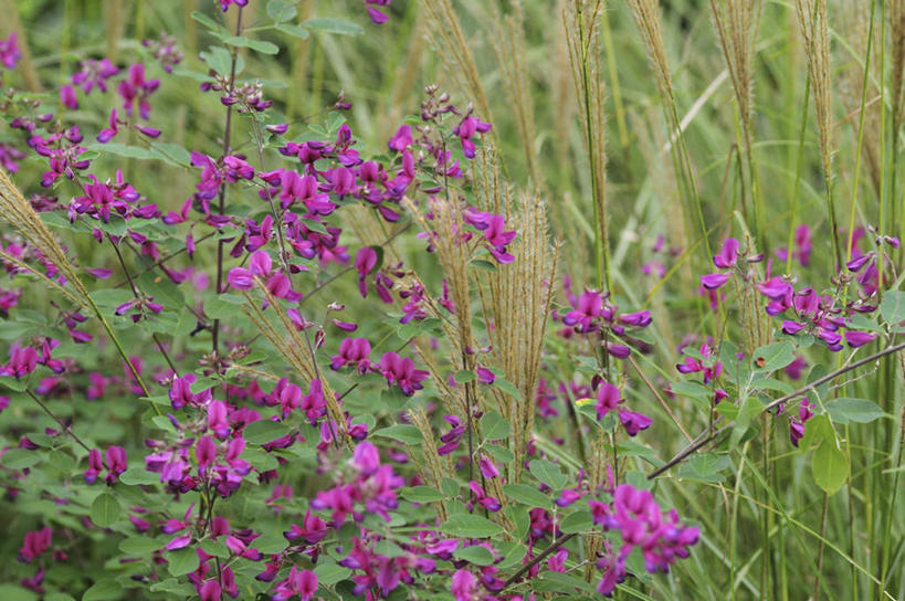 无人,横图,俯视,室外,白天,旅游,度假,草地,美景,植物,叶子,日本,亚洲,许多,盛开,景观,绿叶,千叶县,娱乐,草,花,花瓣,花朵,花卉,鲜花,绿色,紫色,自然,花蕊,享受,休闲,嫩叶,景色,放松,恋爱,一串红,自然风光,东亚,本州,关东地方,本州岛,日本国,爆仗红,千叶,炮仗红,叶,叶片,彩图,高角度拍摄