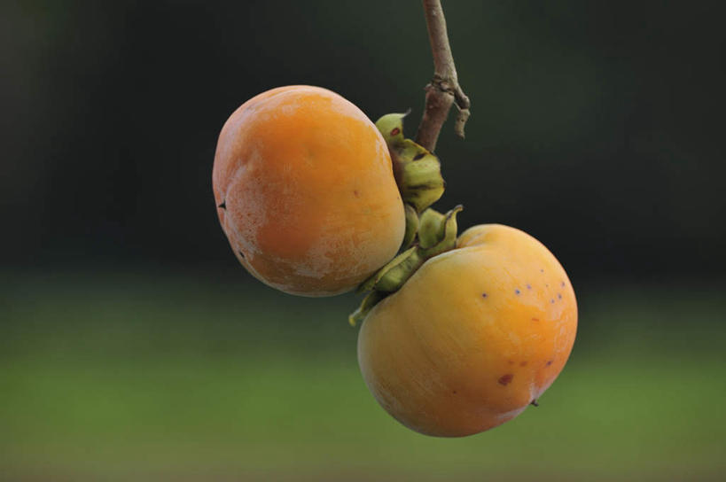 无人,横图,室外,特写,白天,正面,旅游,度假,美景,柿子,水果,叶子,日本,亚洲,朦胧,模糊,新鲜,景观,生食,食品,果实,绿叶,千叶县,娱乐,食物,两个,自然,享受,休闲,嫩叶,景色,放松,有机食品,绿色食品,自然风光,东亚,本州,关东地方,本州岛,日本国,千叶,叶,叶片,彩图