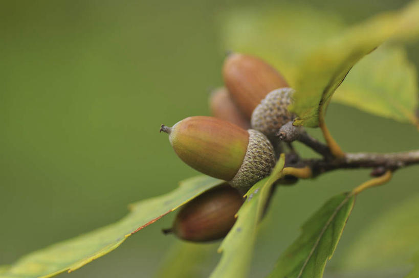 无人,横图,俯视,室外,特写,白天,旅游,度假,美景,水果,叶子,日本,亚洲,许多,朦胧,模糊,新鲜,景观,生食,食品,坚果,果实,绿叶,千叶县,娱乐,食物,自然,干果,享受,休闲,嫩叶,景色,放松,有机食品,绿色食品,自然风光,橡果,橡树果,东亚,本州,关东地方,本州岛,日本国,橡栗,橡实,橡树子,橡子,千叶,叶,叶片,彩图,高角度拍摄