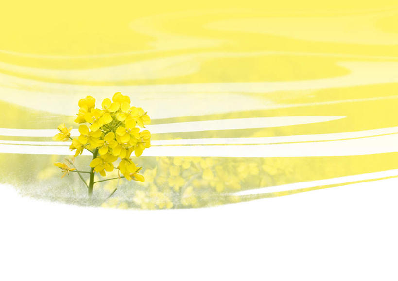 无人,横图,俯视,室外,白天,旅游,度假,美景,植物,叶子,许多,阴影,黄色背景,盛开,反射,影子,景观,绿叶,娱乐,花,花瓣,花朵,花卉,鲜花,黄色,自然,花蕊,油菜花,享受,休闲,嫩叶,景色,放松,自然风光,叶,叶片,彩图,高角度拍摄