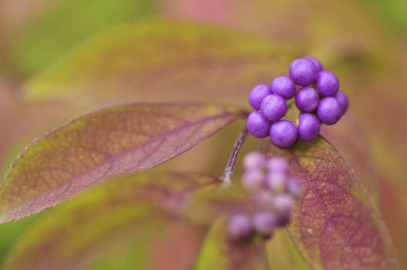无人,横图,俯视,室外,特写,白天,旅游,度假,美景,植物,叶子,日本,亚洲,许多,朦胧,模糊,盛开,景观,绿叶,千叶县,娱乐,花,花瓣,花朵,花卉,鲜花,紫色,自然,花蕊,享受,休闲,嫩叶,景色,放松,自然风光,东亚,本州,关东地方,本州岛,日本国,千叶,白棠子树,紫珠,叶,叶片,彩图,高角度拍摄