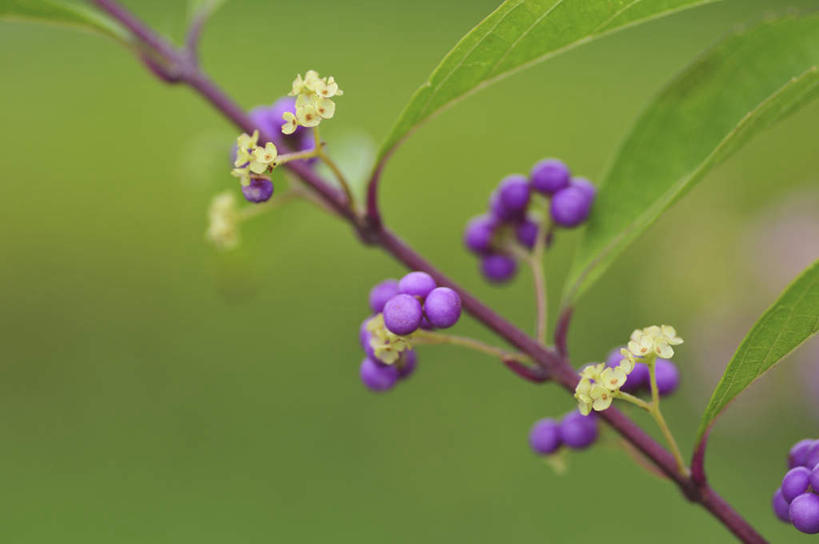 无人,横图,俯视,室外,特写,白天,旅游,度假,美景,植物,叶子,日本,亚洲,许多,朦胧,模糊,盛开,景观,绿叶,千叶县,娱乐,花,花瓣,花朵,花卉,鲜花,紫色,自然,花蕊,享受,休闲,嫩叶,景色,放松,自然风光,东亚,本州,关东地方,本州岛,日本国,千叶,白棠子树,紫珠,叶,叶片,彩图,高角度拍摄
