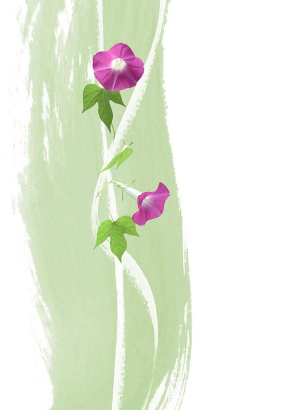 无人,竖图,俯视,室内,白天,白色背景,爱情,旅游,度假,美景,植物,喇叭花,叶子,盛开,景观,绿叶,娱乐,花,花瓣,花朵,花卉,鲜花,两朵,粉色,自然,花蕊,享受,休闲,嫩叶,景色,放松,虚幻,自然风光,永恒,牵牛,牵牛子,勤娘子,碧冬茄,朝颜花,灵芝牡丹,冷静,牵牛花,叶,叶片,彩图,高角度拍摄