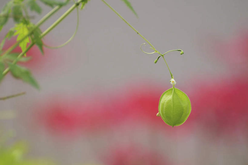 无人,横图,俯视,室外,特写,白天,旅游,度假,美景,植物,叶子,日本,亚洲,朦胧,模糊,景观,泥土,果子,绿叶,种子,千叶县,娱乐,一个,绿色,自然,享受,休闲,嫩叶,景色,放松,单个,自然风光,东亚,本州,关东地方,本州岛,日本国,倒地铃,风船葛,千叶,倒藤卜仔草,三角卜,叶,叶片,彩图,高角度拍摄