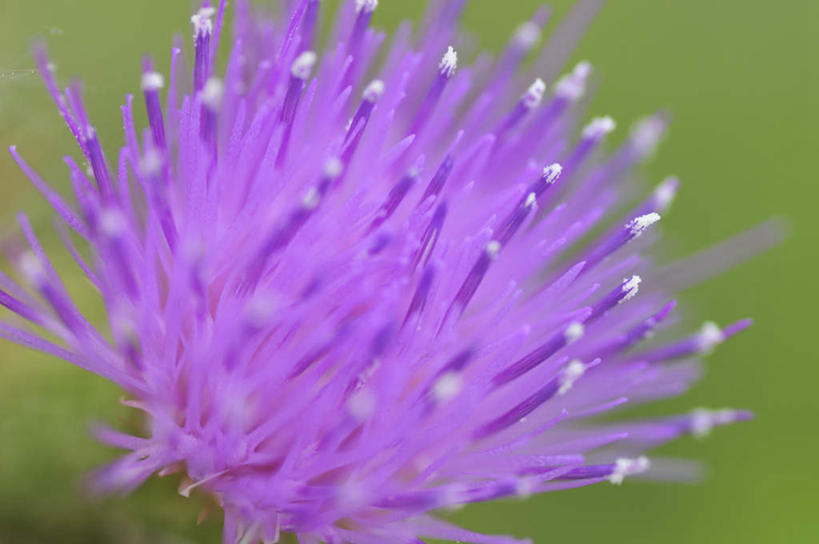 无人,横图,俯视,室外,特写,白天,旅游,度假,美景,植物,日本,亚洲,朦胧,模糊,盛开,景观,草药,药草,千叶县,娱乐,中药,花,花瓣,花朵,花卉,鲜花,一朵,紫色,自然,花蕊,享受,休闲,蓟,景色,放松,自然风光,药材,中草药,东亚,中药材,本草,大蓟,本州,关东地方,本州岛,日本国,刺蓟,山萝卜,千叶,彩图,高角度拍摄