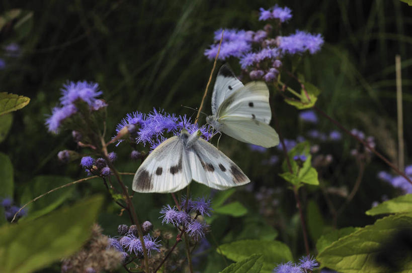 无人,站,横图,俯视,室外,特写,白天,旅游,度假,美景,植物,蝴蝶,叶子,日本,亚洲,许多,盛开,昆虫,景观,绿叶,草药,药草,千叶县,停留,娱乐,中药,花,花瓣,花朵,花卉,鲜花,自然,动物,花蕊,站着,两只,享受,休闲,嫩叶,蓟,景色,放松,自然风光,药材,中草药,益虫,东亚,中药材,本草,大蓟,本州,关东地方,本州岛,日本国,刺蓟,山萝卜,千叶,叶,叶片,站立,彩图,高角度拍摄,全身