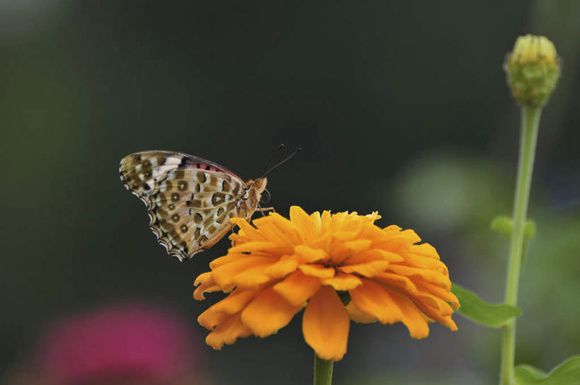 无人,站,横图,室外,特写,白天,侧面,旅游,度假,美景,植物,蝴蝶,叶子,日本,亚洲,许多,朦胧,模糊,盛开,昆虫,景观,绿叶,千叶县,停留,娱乐,花,花瓣,花朵,花卉,鲜花,一只,黄色,自然,动物,花蕊,站着,享受,休闲,嫩叶,景色,放松,蛱蝶,自然风光,采蜜,益虫,东亚,本州,关东地方,本州岛,日本国,千叶,四足蝶,百日草,百日菊,对叶菊,豹纹蝶,叶,叶片,站立,彩图,全身