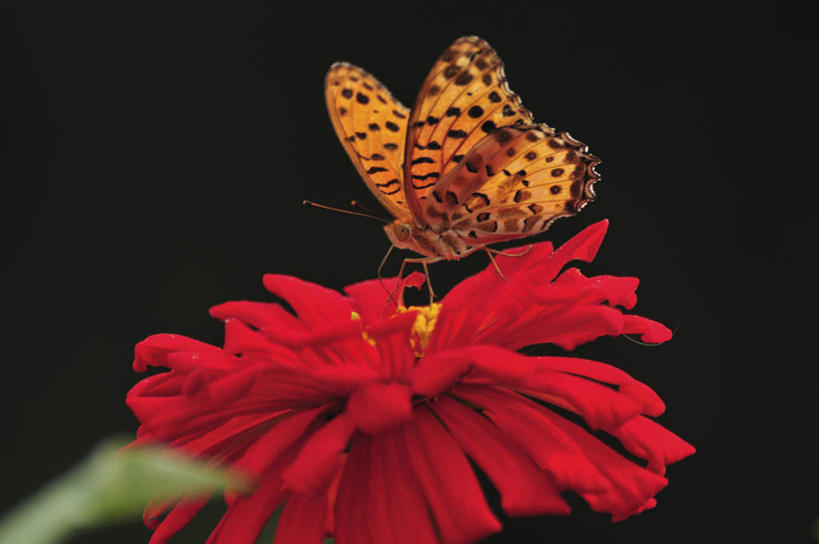 无人,站,横图,室外,特写,白天,正面,旅游,度假,美景,植物,蝴蝶,叶子,日本,亚洲,许多,朦胧,模糊,盛开,昆虫,景观,绿叶,千叶县,停留,娱乐,花,花瓣,花朵,花卉,鲜花,一只,红色,自然,动物,花蕊,站着,享受,休闲,嫩叶,景色,放松,蛱蝶,自然风光,采蜜,益虫,东亚,本州,关东地方,本州岛,日本国,千叶,四足蝶,百日草,百日菊,对叶菊,豹纹蝶,叶,叶片,站立,彩图,全身