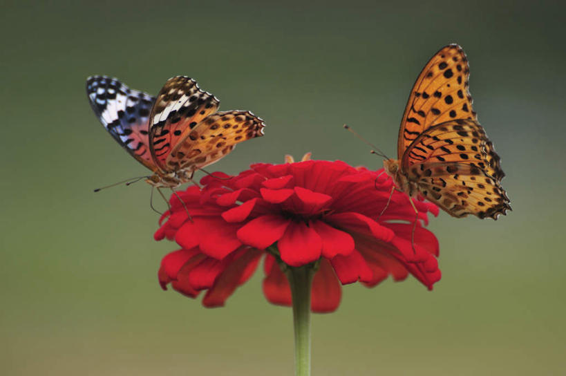 无人,站,横图,室外,特写,白天,侧面,旅游,度假,美景,植物,蝴蝶,叶子,日本,亚洲,许多,朦胧,模糊,盛开,昆虫,景观,绿叶,千叶县,停留,娱乐,花,花瓣,花朵,花卉,鲜花,红色,自然,动物,花蕊,站着,两只,享受,休闲,嫩叶,景色,放松,蛱蝶,自然风光,采蜜,益虫,东亚,本州,关东地方,本州岛,日本国,千叶,四足蝶,百日草,百日菊,对叶菊,豹纹蝶,叶,叶片,站立,彩图,全身