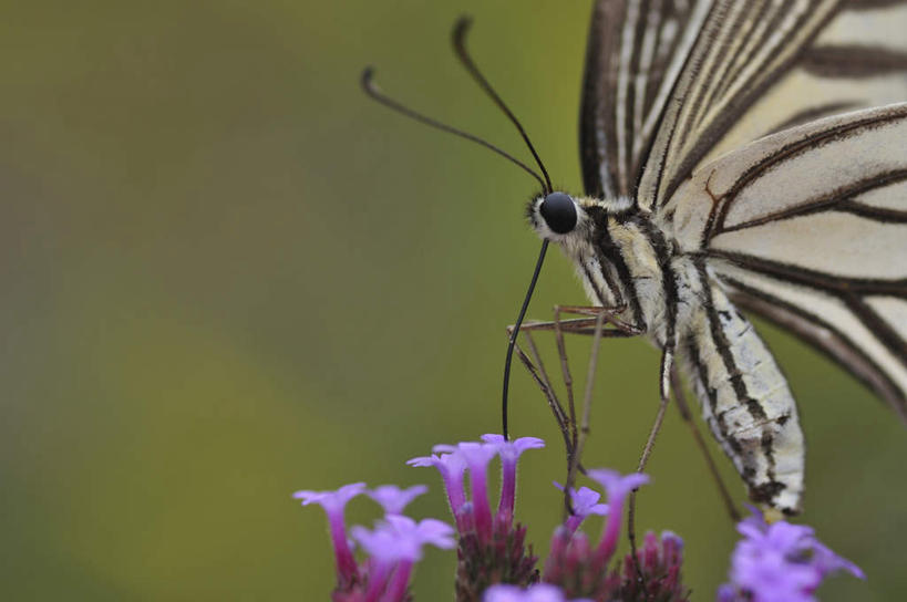 无人,站,横图,室外,特写,白天,侧面,旅游,度假,美景,植物,蝴蝶,叶子,日本,亚洲,许多,朦胧,模糊,盛开,昆虫,景观,绿叶,千叶县,娱乐,花,花瓣,花朵,花卉,鲜花,一只,紫色,自然,动物,花蕊,站着,享受,休闲,嫩叶,景色,放松,凤蝶,金凤蝶,自然风光,采蜜,益虫,东亚,燕尾蝶,凤尾蝶,本州,关东地方,本州岛,日本国,千叶,黄凤蝶,茴香凤蝶,胡萝卜凤蝶,叶,叶片,站立,半身,彩图