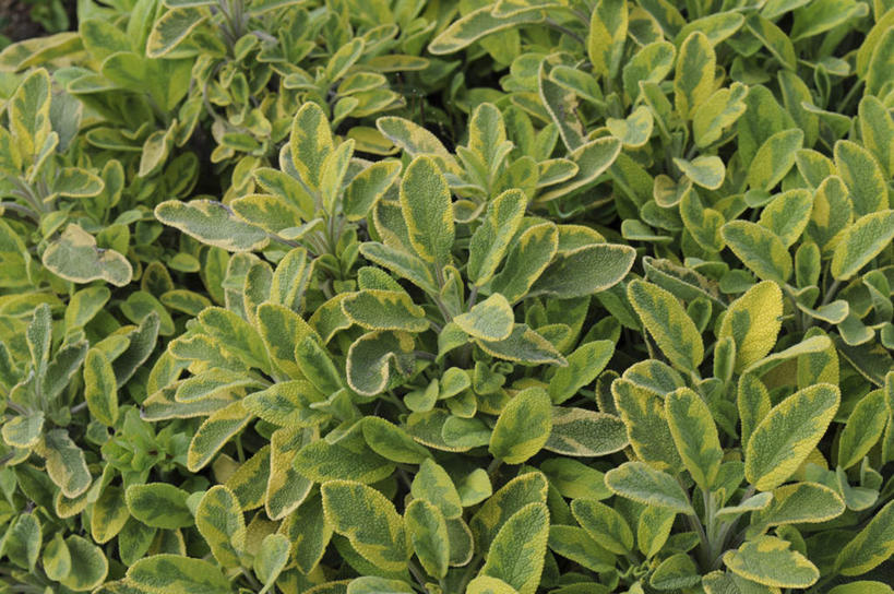 无人,家庭,横图,俯视,室外,白天,旅游,度假,智慧,美景,叶子,日本,亚洲,许多,景观,绿叶,娱乐,绿色,自然,享受,休闲,嫩叶,景色,放松,鼠尾草,自然风光,东亚,本州,本州岛,日本国,中国地方,冈山,冈山县,理性,叶,叶片,彩图,高角度拍摄