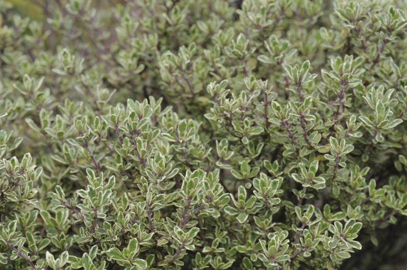 无人,家庭,横图,俯视,室外,白天,旅游,度假,智慧,美景,叶子,日本,亚洲,许多,景观,绿叶,娱乐,绿色,自然,享受,休闲,嫩叶,景色,放松,鼠尾草,自然风光,东亚,本州,本州岛,日本国,中国地方,冈山,冈山县,理性,叶,叶片,彩图,高角度拍摄