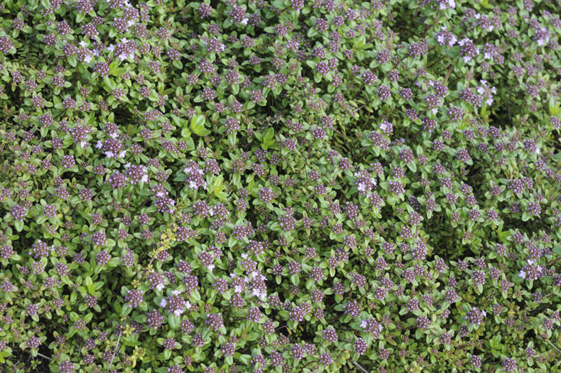 无人,横图,俯视,室外,白天,旅游,度假,美景,植物,叶子,日本,亚洲,许多,芳香,盛开,景观,绿叶,娱乐,花,花瓣,花朵,花卉,鲜花,自然,香草,花蕊,享受,休闲,嫩叶,景色,放松,吉祥,百里香,麝香草,自然风光,东亚,本州,如意,本州岛,日本国,中国地方,勇气,冈山,冈山县,勇敢,地椒,自尊,不屈,平安,叶,叶片,彩图,高角度拍摄