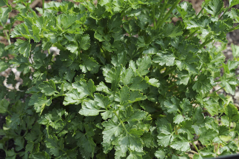 无人,横图,俯视,室外,白天,旅游,度假,美景,芹菜,蔬菜,叶子,日本,亚洲,许多,新鲜,景观,食品,绿叶,娱乐,食物,自然,享受,休闲,嫩叶,景色,放松,有机食品,绿色食品,自然风光,东亚,本州,本州岛,日本国,中国地方,根芹菜,根洋芹,球根塘蒿,冈山,冈山县,叶,叶片,药芹,水芹,旱芹,彩图,高角度拍摄