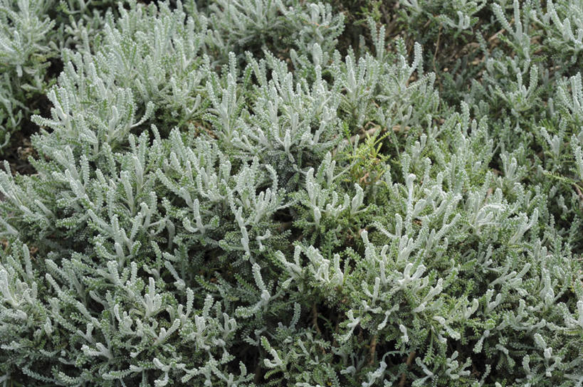 无人,横图,俯视,室外,白天,旅游,度假,草地,美景,植物,日本,亚洲,许多,景观,娱乐,草,绿色,自然,享受,休闲,景色,放松,自然风光,东亚,本州,本州岛,日本国,中国地方,冈山,冈山县,绵杉菊,薰衣草绵,彩图,高角度拍摄