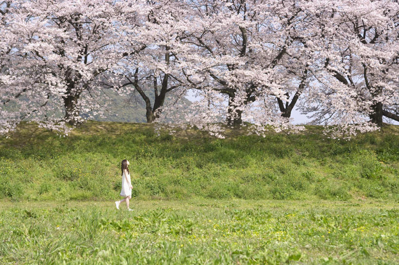 东方人,一个人,走,横图,室外,白天,侧面,旅游,度假,草地,草坪,美景,山,山脉,树林,植物,樱花,叶子,亚洲,仅一个年轻女性,仅一个女性,仅一个人,许多,阴影,光线,影子,景观,山峰,山峦,注视,黄种人,娱乐,草,树,树木,蓝色,绿色,蓝天,天空,阳光,自然,群山,天,观察,看,享受,休闲,景色,放松,生长,晴朗,成长,观看,察看,关注,自然风光,万里无云,仙樱花,福岛樱,青肤樱,年轻女性,女人,女性,亚洲人,叶,晴空,晴空万里,荆桃,步行,散步,抬头,仰头,走路,彩图,全身