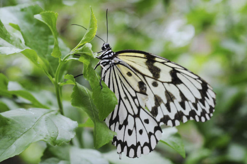 无人,站,横图,室外,特写,白天,侧面,旅游,度假,美景,蝴蝶,叶子,日本,亚洲,朦胧,模糊,昆虫,景观,绿叶,娱乐,一只,自然,动物,站着,享受,休闲,嫩叶,景色,放松,自然风光,益虫,东亚,本州,本州岛,日本国,近畿地方,近畿,兵库,兵库县,大白斑蝶,大帛斑蝶,叶,叶片,站立,彩图,全身