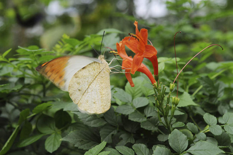 无人,站,横图,俯视,室外,特写,白天,旅游,度假,美景,植物,叶子,日本,亚洲,盛开,景观,绿叶,娱乐,花,花瓣,花朵,花卉,鲜花,两朵,一只,红色,灰色,自然,花蕊,站着,享受,休闲,嫩叶,景色,放松,恋爱,一串红,自然风光,采蜜,东亚,本州,本州岛,日本国,近畿地方,近畿,兵库,兵库县,爆仗红,炮仗红,鹤顶粉蝶,叶,叶片,站立,彩图,高角度拍摄,全身