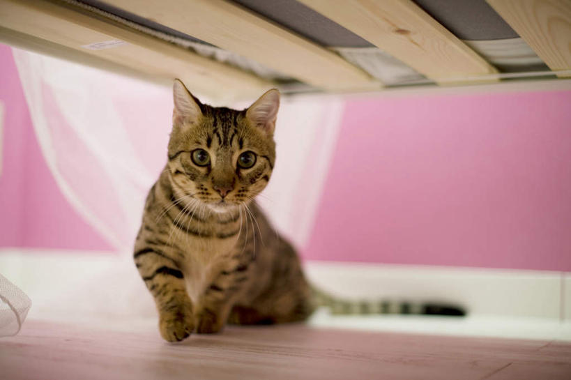 无人,坐,横图,室内,白天,正面,床,地板,卧室,宠物,猫,墙,床单,地面,注视,被子,木地板,墙壁,墙面,一只,粉色,动物,观察,看,可爱,盯,单人床,观看,察看,被单,关注,猫咪,床底,坐着,彩图,全身,睡房,卧房