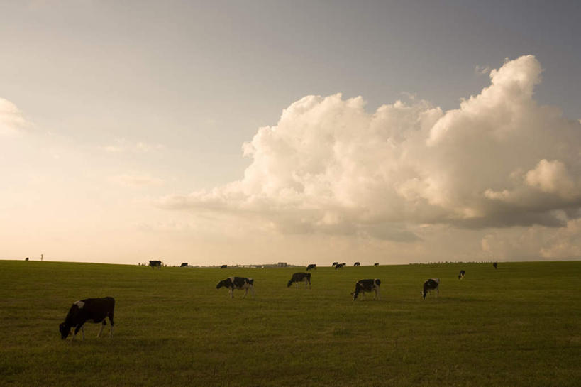 无人,站,吃,横图,俯视,室外,白天,旅游,度假,草地,草坪,美景,植物,牛,北海道,日本,亚洲,许多,地平线,景观,云,云朵,辽阔,地面,云彩,娱乐,草,蓝色,绿色,白云,蓝天,天空,自然,动物,天,站着,享受,休闲,广阔,家畜,景色,放松,牲畜,晴朗,一望无际,自然风光,延伸,东亚,日本国,天地相交,北海道地方,北海道岛,无边无际,一马平川,晴空,嚼,食,站立,彩图,高角度拍摄