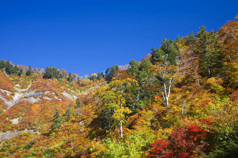 无人,横图,室外,白天,仰视,旅游,度假,美景,秋季,山,树林,植物,长野县,日本,亚洲,许多,景观,山峰,云,云朵,山峦,云彩,娱乐,树,树木,蓝色,绿色,白云,蓝天,天空,自然,天,享受,休闲,景色,放松,生长,晴朗,成长,自然风光,东亚,本州,本州岛,日本国,中部地方,长野,御岳山,晴空,秋,秋天,彩图,低角度拍摄