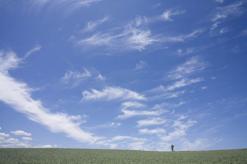 无人,横图,室外,白天,仰视,旅游,度假,草地,草坪,美景,植物,神奈川,日本,亚洲,一棵,地平线,景观,辽阔,枝条,地面,神奈川县,娱乐,草,树,树干,树木,树枝,蓝色,绿色,蓝天,天空,自然,天,享受,休闲,广阔,景色,放松,生长,晴朗,成长,一望无际,自然风光,延伸,东亚,本州,万里无云,关东地方,本州岛,日本国,天地相交,无边无际,一马平川,晴空,晴空万里,彩图,低角度拍摄