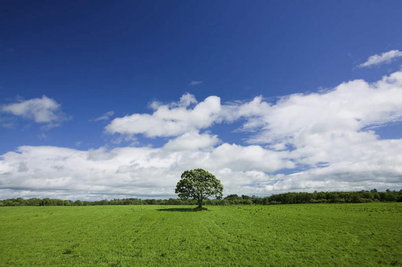 无人,横图,室外,白天,仰视,旅游,度假,草地,草坪,美景,树林,植物,神奈川,日本,亚洲,许多,阴影,光线,影子,景观,云,云朵,神奈川县,云彩,娱乐,草,树,树木,蓝色,绿色,白云,蓝天,天空,阳光,自然,天,享受,休闲,景色,放松,生长,晴朗,成长,自然风光,东亚,本州,关东地方,本州岛,日本国,晴空,彩图,低角度拍摄