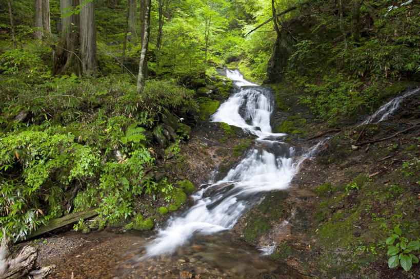 无人,横图,室外,白天,仰视,旅游,度假,石头,美景,山,树林,植物,富山县,日本,亚洲,许多,阴影,光线,石子,影子,景观,山峰,青苔,苔藓,山峦,娱乐,树,树木,绿色,阳光,自然,享受,休闲,景色,放松,生长,成长,自然风光,东亚,本州,本州岛,日本国,中部地方,富山,石块,岩石,彩图,低角度拍摄