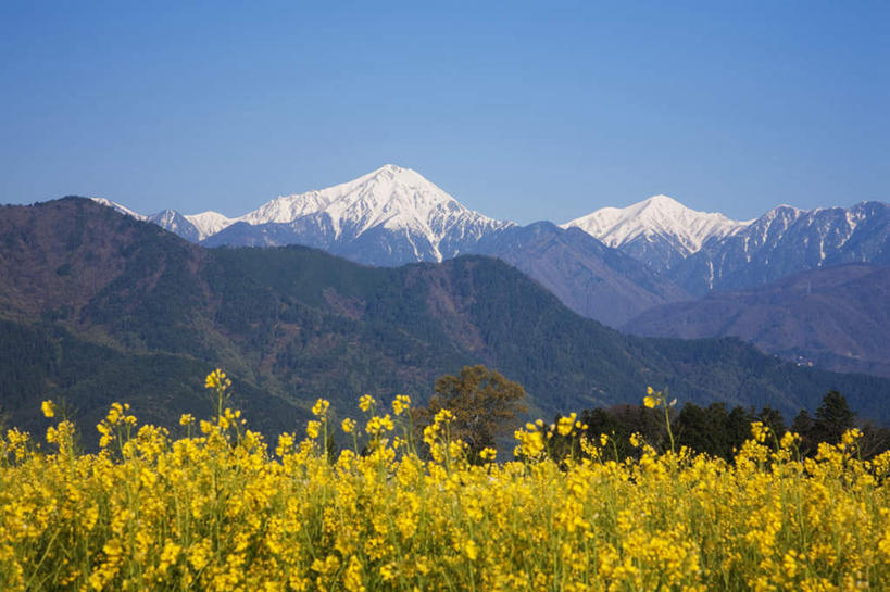 无人,横图,室外,白天,正面,旅游,度假,美景,山,树林,雪,植物,大雪,叶子,北海道,日本,亚洲,许多,盛开,积雪,景观,山峰,雪景,冬季,冬天,绿叶,山峦,娱乐,花,花瓣,花朵,花卉,鲜花,树,树木,黄色,蓝色,绿色,蓝天,天空,自然,天,花蕊,油菜花,享受,休闲,嫩叶,景色,放松,寒冷,生长,晴朗,成长,自然风光,东亚,万里无云,日本国,北海道地方,北海道岛,严寒,叶,叶片,晴空,晴空万里,彩图,芸苔,芸薹