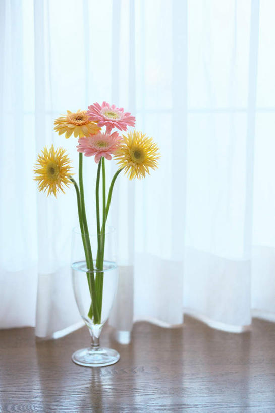 无人,竖图,俯视,室内,白天,植物,窗户,窗帘,地板,落地窗,花瓶,叶子,五朵,许多,阴影,盛开,光线,影子,绿叶,非洲菊,地面,木地板,玻璃窗,玻璃制品,花,花瓣,花朵,花卉,鲜花,阳光,玻璃瓶,瓶子,花蕊,嫩叶,菊花,扶郎花,灯盏花,千日菊,叶,叶片,彩图,高角度拍摄