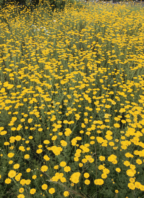 无人,竖图,俯视,室外,白天,旅游,度假,快乐,幸福,花海,花圃,美景,植物,叶子,长野县,日本,亚洲,许多,盛开,景观,玛格丽特,花蕾,娱乐,雏菊,花,花瓣,花朵,花卉,鲜花,黄色,绿色,自然,花丛,花束,花田,花苞,花蕊,享受,休闲,菊花,景色,放松,活力,希望,坚强,自然风光,和平,东亚,离别,本州,本州岛,日本国,中部地方,长野,延命菊,幸福花,春菊,马兰头花,暗恋,纯情,单恋,天真,彩图,高角度拍摄,愉快