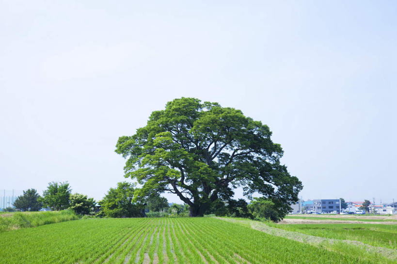无人,家,农田,横图,室外,白天,仰视,旅游,度假,农业,庄稼,农作物,美景,树林,植物,道路,路,富山县,日本,亚洲,许多,房屋,屋子,稻田,景观,云,云朵,小路,交通,云彩,娱乐,楼房,住宅,树,树木,蓝色,绿色,白云,蓝天,天空,自然,天,享受,休闲,景色,放松,生长,晴朗,成长,自然风光,东亚,本州,本州岛,日本国,中部地方,富山,晴空,彩图,低角度拍摄,耕地,庄稼田,房子