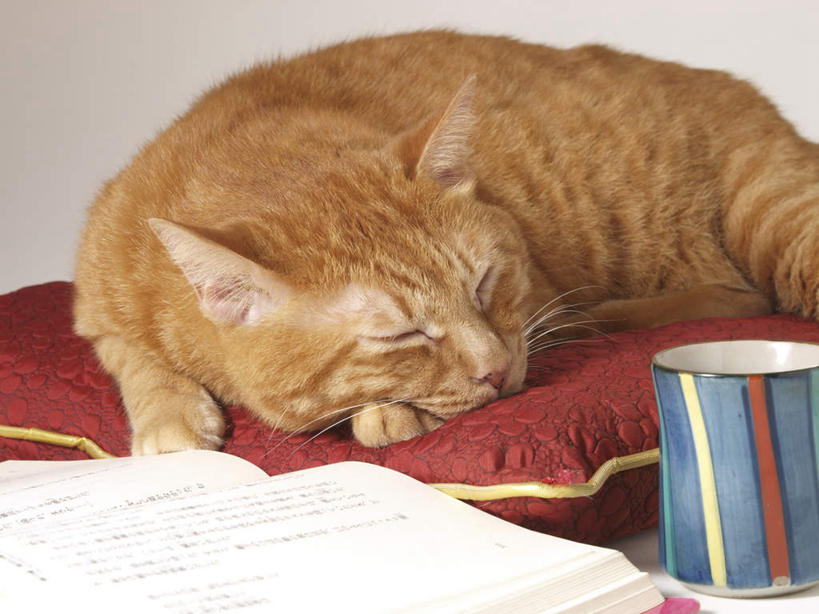 无人,躺,闭眼,睡,横图,俯视,室内,特写,白天,靠垫,宠物,猫,杯子,书籍,朦胧,模糊,墙,靠枕,墙壁,墙面,一只,灰色,动物,水杯,垫子,枕头,可爱,猫咪,卧着,茶杯,书,图书,闭眼睛,闭着眼,闭着眼睛,困,困觉,寝息,睡觉,躺着,卧,半身,彩图,高角度拍摄