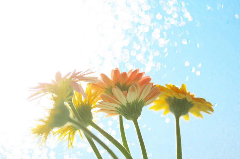 无人,横图,室外,特写,白天,仰视,爱情,旅游,度假,幸福,美景,太阳,植物,向日葵,许多,朦胧,模糊,盛开,景观,云,云朵,云彩,娱乐,花,花瓣,花朵,花卉,鲜花,黄色,蓝色,白云,蓝天,天空,自然,天,花蕊,享受,休闲,景色,放松,晴朗,自然风光,光辉,沉默,忠诚,勇敢,投缘,爱慕,高傲,朝阳花,葵花,望日莲,向阳花,转日莲,晴空,彩图,低角度拍摄