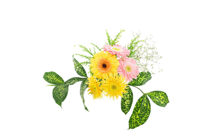 无人,横图,俯视,室内,白天,白色背景,植物,叶子,许多,盛开,绿叶,非洲菊,花,花瓣,花朵,花卉,鲜花,黄色,红色,花蕊,嫩叶,菊花,摄影,影棚,扶郎花,灯盏花,千日菊,叶,叶片,彩图,高角度拍摄,影棚拍摄,拍摄