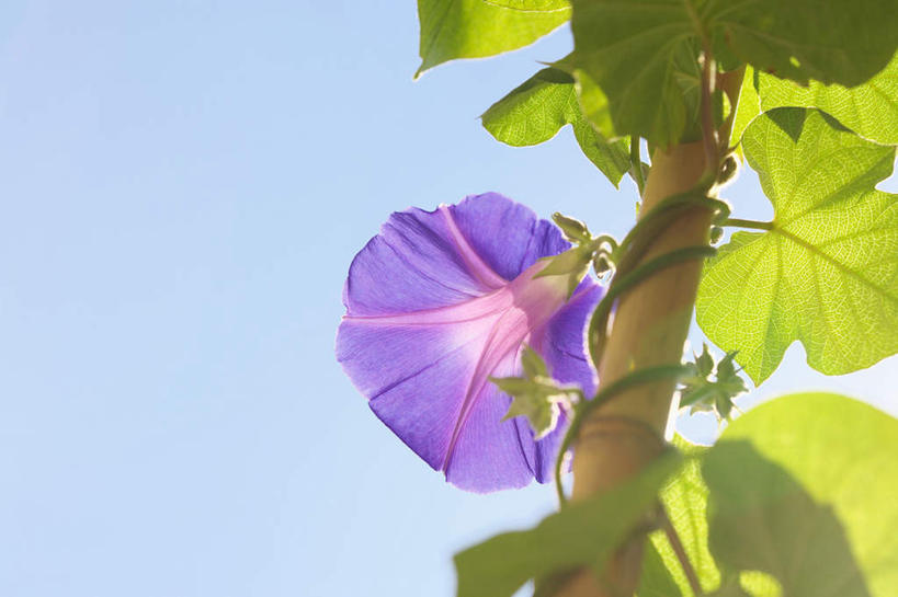 无人,横图,室外,特写,白天,仰视,爱情,旅游,度假,美景,植物,喇叭花,叶子,神奈川,日本,亚洲,阴影,朦胧,模糊,盛开,光线,影子,景观,绿叶,神奈川县,娱乐,花,花瓣,花朵,花卉,鲜花,一朵,蓝色,紫色,蓝天,天空,阳光,自然,天,花蕊,享受,休闲,嫩叶,景色,放松,晴朗,虚幻,自然风光,东亚,本州,万里无云,关东地方,本州岛,日本国,永恒,牵牛,牵牛子,勤娘子,碧冬茄,朝颜花,灵芝牡丹,冷静,牵牛花,叶,叶片,晴空,晴空万里,彩图,低角度拍摄