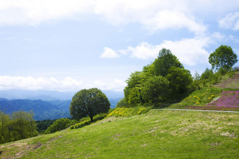 无人,横图,室外,白天,仰视,旅游,度假,草地,草坪,美景,山,树林,植物,富山县,日本,亚洲,许多,盛开,景观,山峰,云,云朵,山峦,花蕾,云彩,娱乐,草,花,花瓣,花朵,鲜花,树,树木,红色,蓝色,绿色,白云,蓝天,天空,自然,天,花苞,花蕊,享受,休闲,景色,放松,生长,晴朗,成长,自然风光,东亚,本州,本州岛,日本国,中部地方,富山,晴空,彩图,低角度拍摄