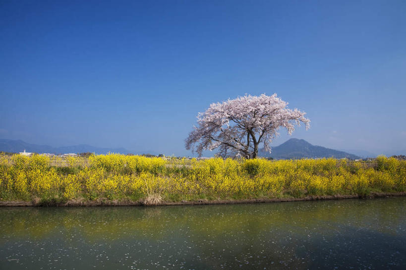 无人,横图,室外,白天,仰视,旅游,度假,花海,花圃,河流,美景,水,植物,樱花,叶子,日本,亚洲,许多,盛开,河水,景观,水流,绿叶,花蕾,娱乐,花,花瓣,花朵,花卉,鲜花,蓝色,绿色,蓝天,天空,自然,花丛,花田,天,花苞,花蕊,油菜花,享受,休闲,嫩叶,景色,放松,生长,晴朗,成长,自然风光,东亚,本州,万里无云,本州岛,日本国,近畿地方,近畿,滋贺,滋贺县,仙樱花,福岛樱,青肤樱,叶,叶片,晴空,晴空万里,荆桃,彩图,低角度拍摄,芸苔,芸薹