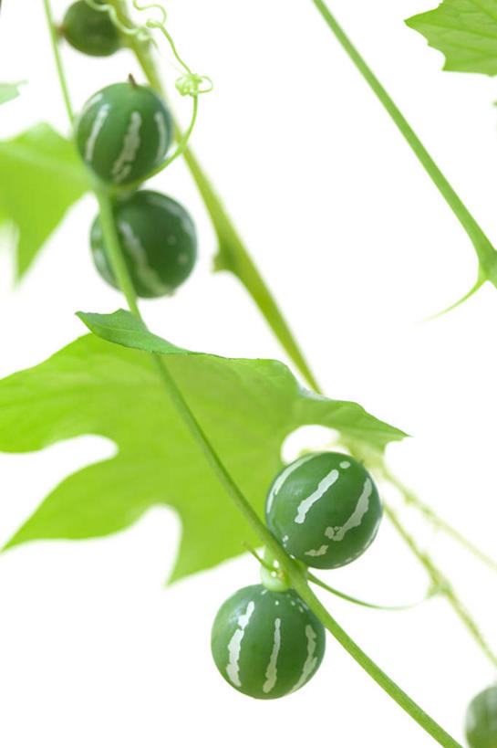 无人,竖图,俯视,室外,特写,白天,旅游,度假,美景,蔬菜,叶子,神奈川,日本,亚洲,一堆,许多,堆叠,堆积,朦胧,模糊,新鲜,景观,食品,绿叶,神奈川县,娱乐,食物,自然,享受,休闲,嫩叶,景色,放松,有机食品,绿色食品,堆,自然风光,东亚,本州,关东地方,本州岛,日本国,雀瓜,叶,叶片,彩图,高角度拍摄